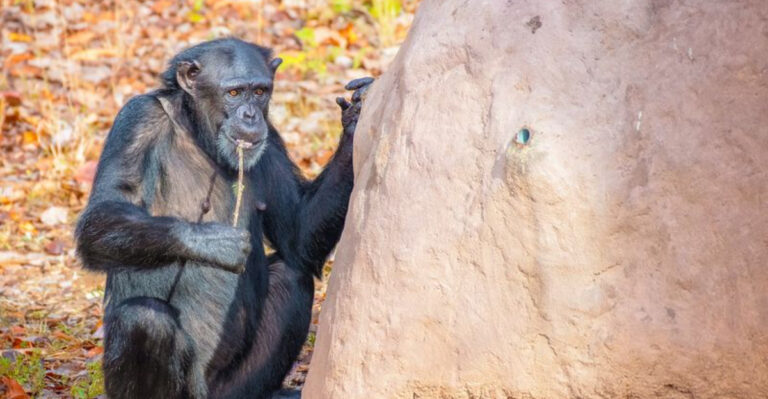 15 Reasons Chimpanzees Are The Most Incredible Tool Users In The Animal Kingdom