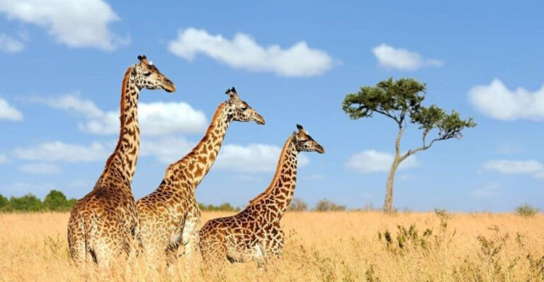 15 Reasons Giraffes Are The Most Incredible Giants Of The Savannah