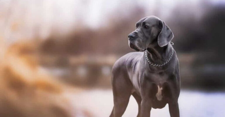 15 Reasons Great Danes Could Be The Best Guard Dogs