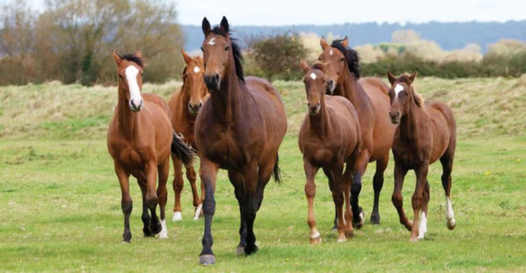 15 Reasons Herd Life Is Essential For A Horse’s Health And Happiness