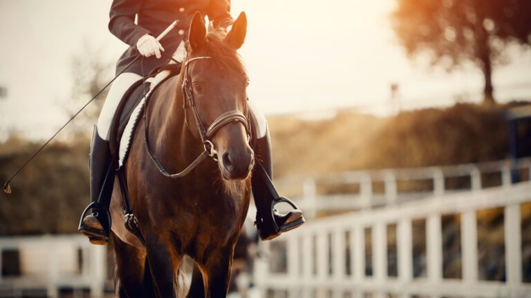 15 Reasons Horses Refuse To Be Ridden And How To Fix It