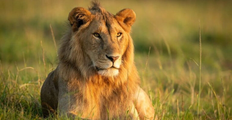 15 Reasons Lions Are The Most Incredible Predators Of The Savannah