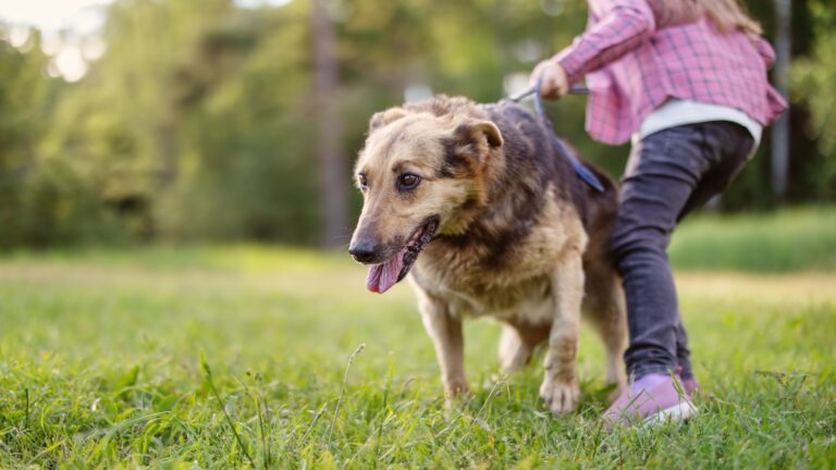 15 Reasons Not To Adopt A Dog For Kids Under 10 Years Old