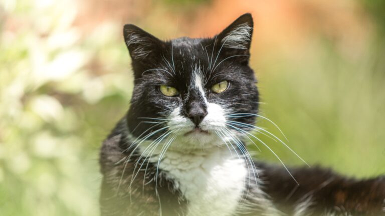 15 Reasons Older Cats Make The Best Companions
