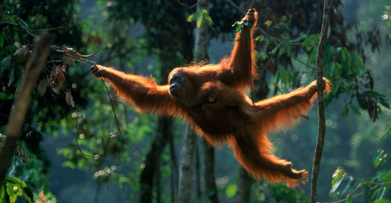 15 Reasons Orangutans Are The Most Incredible Forest Creatures