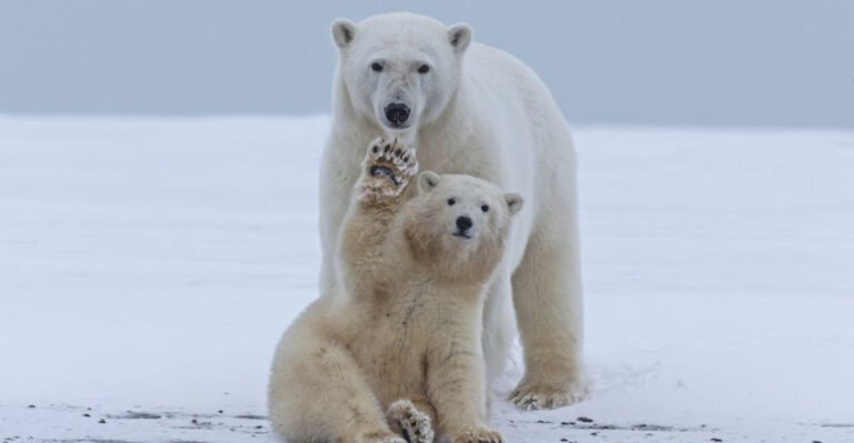 15 Reasons Polar Bears Are The Most Incredible Arctic Survivors