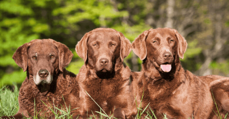 15 Reasons The Chesapeake Bay Retriever Embodies Loyalty And Legacy
