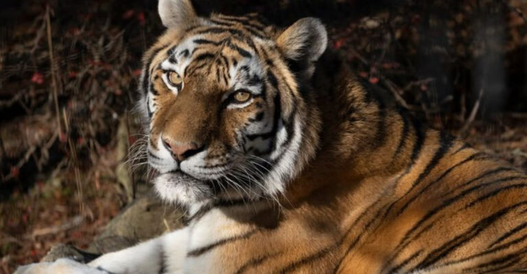15 Reasons Tigers Are The Most Incredible Big Cats