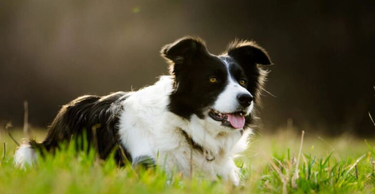 15 Reasons To Own A Border Collie Even If You Don’t Own A Farm