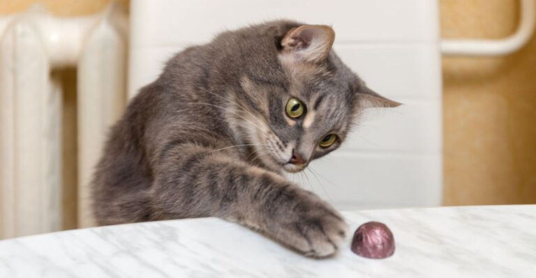 15 Reasons Why Cats Knock Things Over