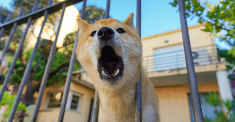 15 Reasons Why Dogs Bark At Strangers
