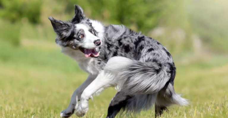 15 Reasons Why Dogs Chase Their Tails