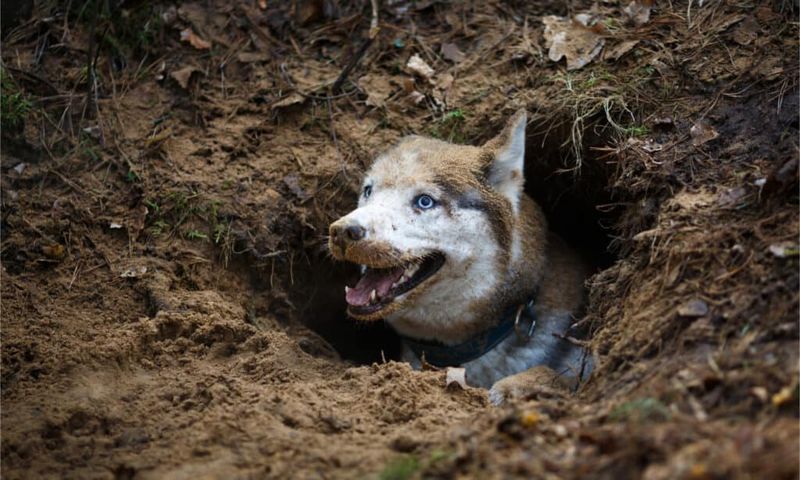 Burrowing For Coolness