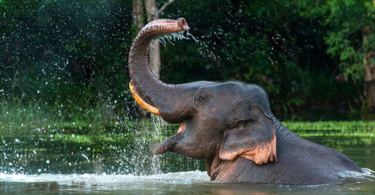 15 Reasons Why Elephants Love To Play In Water