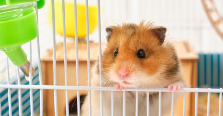 15 Reasons Why Hamsters Make Awesome Pets
