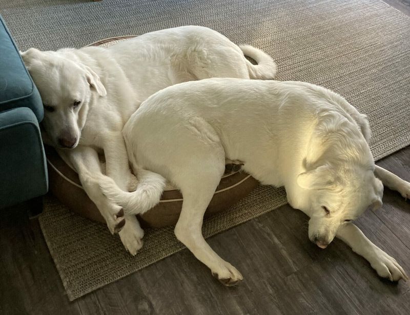 Companionship For Your Dogs