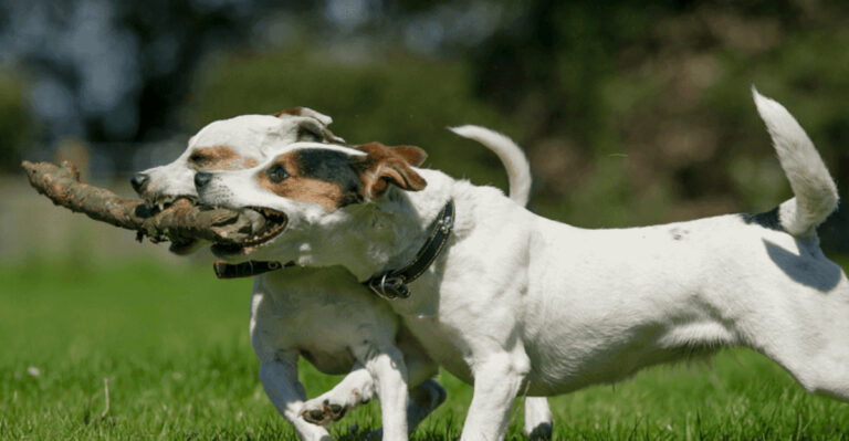 15 Reasons Why Having More Than One Dog Is Better