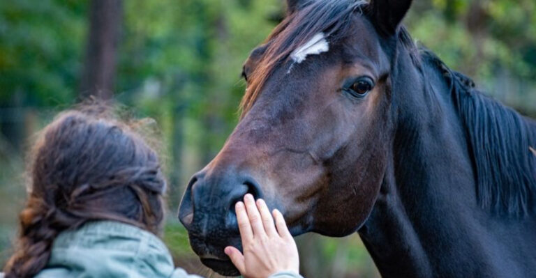 15 Reasons Why Horses Nuzzle You