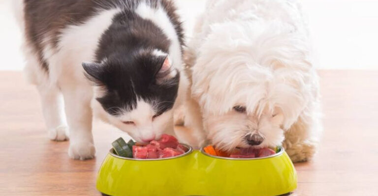 15 Reasons Why Raw Pet Food Isn’t Worth The Risk