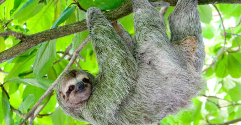 15 Reasons Why Sloths Are Surprisingly Amazing Survivalists