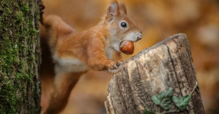 15 Reasons Why Squirrels Hoard Food