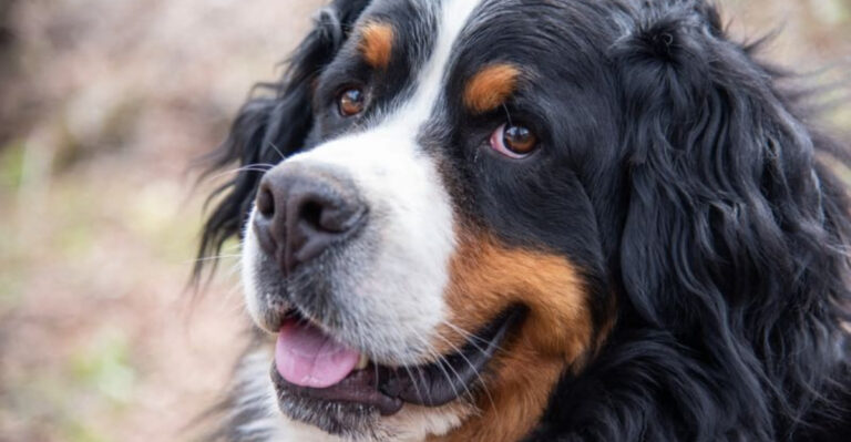 15 Reasons Why The Bernese Mountain Dog Is A Total Gentle Giant