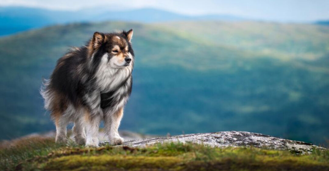 15 Reasons Why The Finnish Lapphund Is A Great Companion