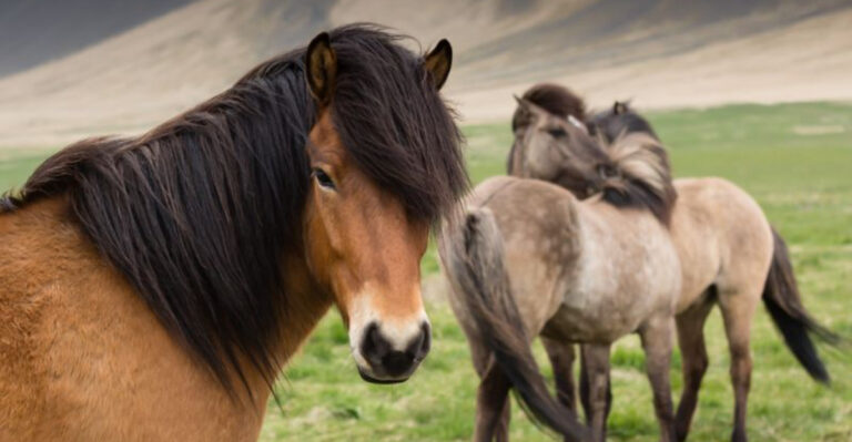 15 Reasons Why The Icelandic Horse Is So Special