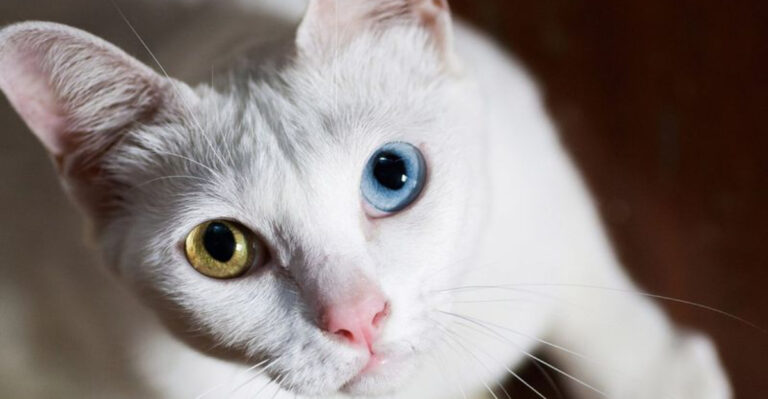 15 Reasons Why The Khao Manee Is A Truly Unique Cat