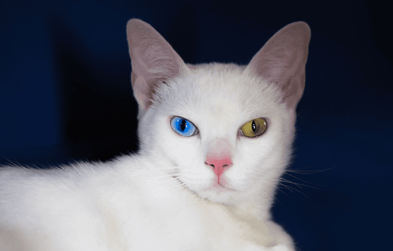 Distinctive Eyes