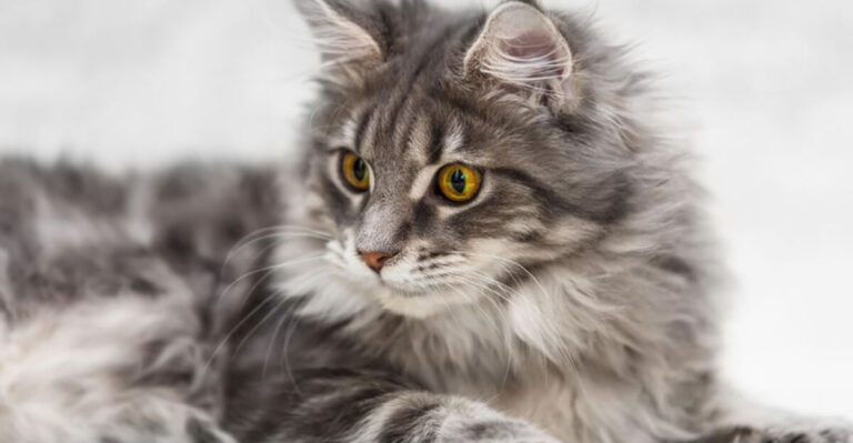 15 Reasons Why The Maine Coon Is One Of The Best Cats For First-Time Owners