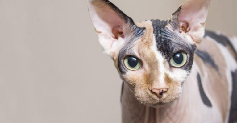 15 Reasons Why The Sphynx Cat Is More Than Just A Hairless Breed