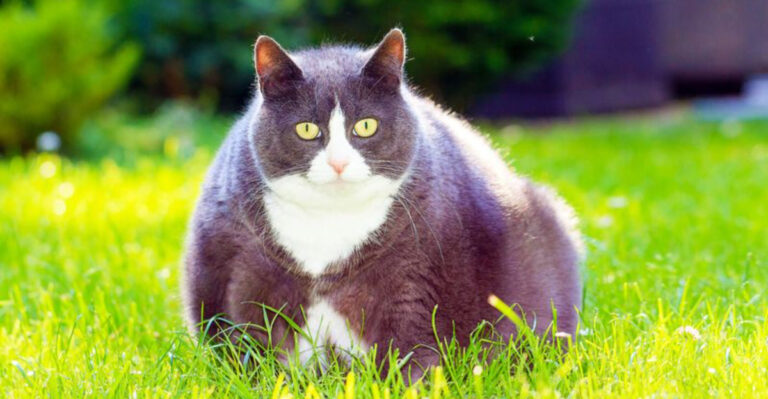 15 Reasons Your Cat Might Be Bloated (And What You Can Do About It)