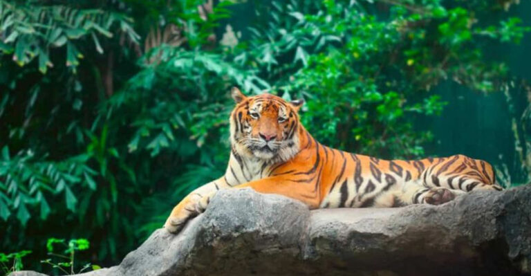 15 Record-Setting Creatures: The Biggest Of Their Kind