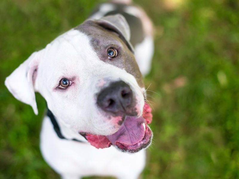 Pit Bull Terrier
