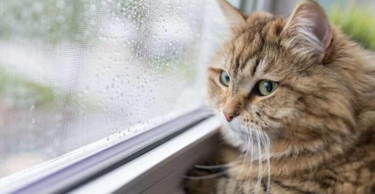15 Selfish Reasons People Rehome Cats (And It’s Not The Cat’s Fault)