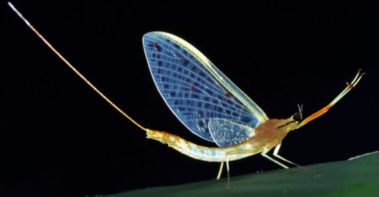 15 Shortest Living Animals In The World
