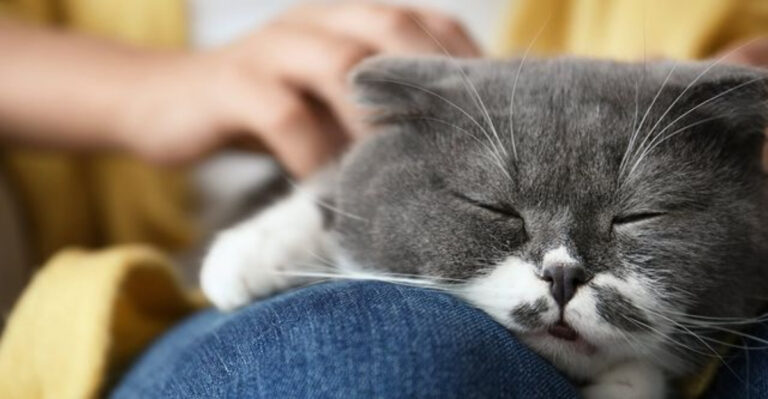 15 Signs Your Cat Is Deeply Emotionally Attached To You