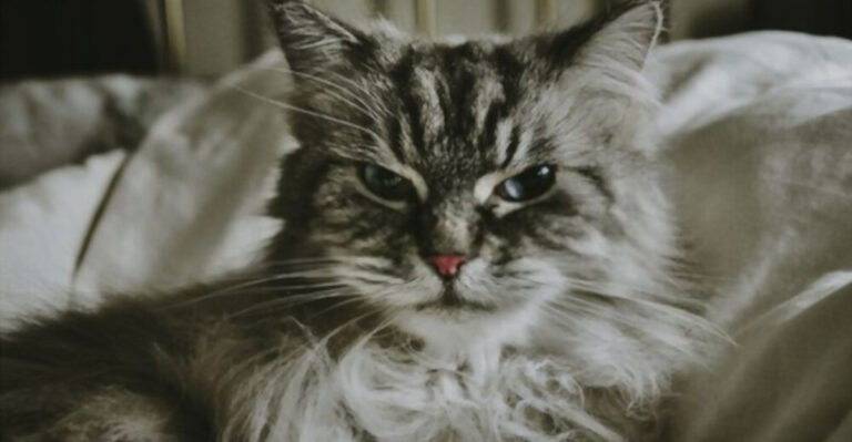 15 Signs Your Cat Might Be Holding A Grudge Against You