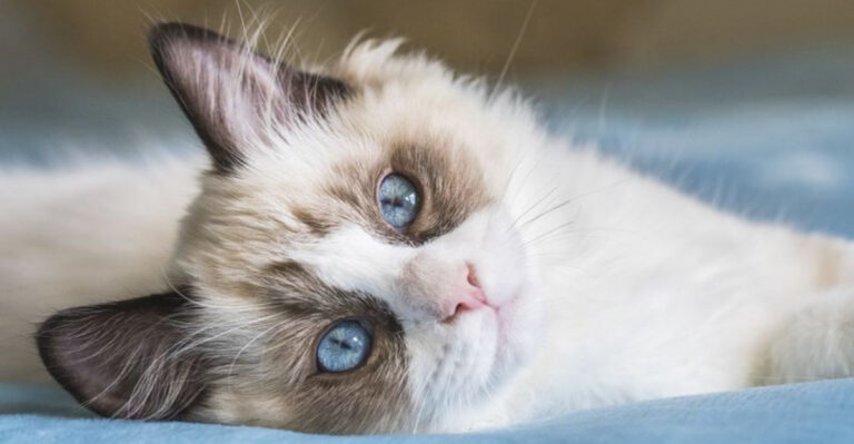 15 Signs Your Cat Relaxes Differently Around You Than Anyone Else