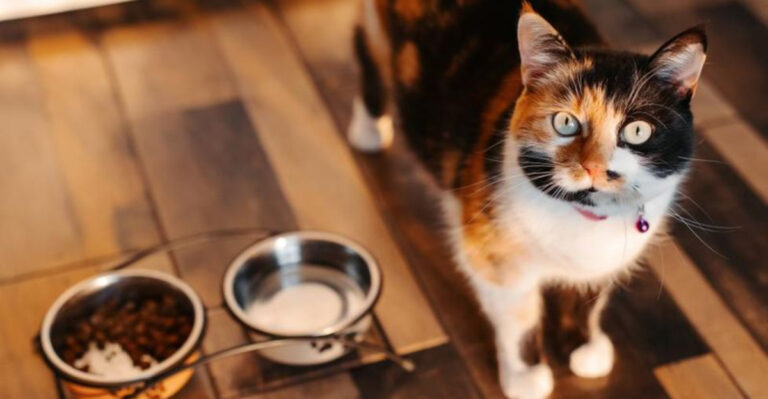 15 Signs Your Cat’s Diet Isn’t Working (And How To Fix It)