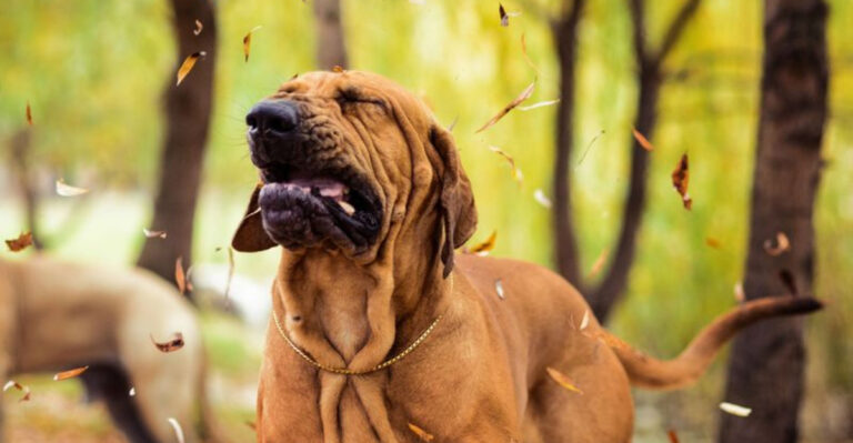 15 Signs Your Dog Has Pollen Allergies And How To Treat Them