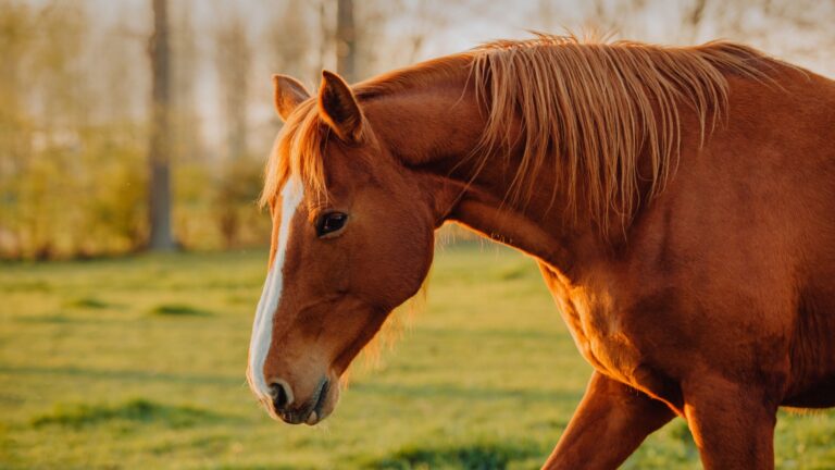 15 Signs Your Horse Could Be Entering Their Final Stage Of Life