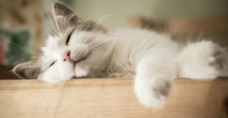 15 Signs Your Rescue Cat Has Finally Found Emotional Comfort