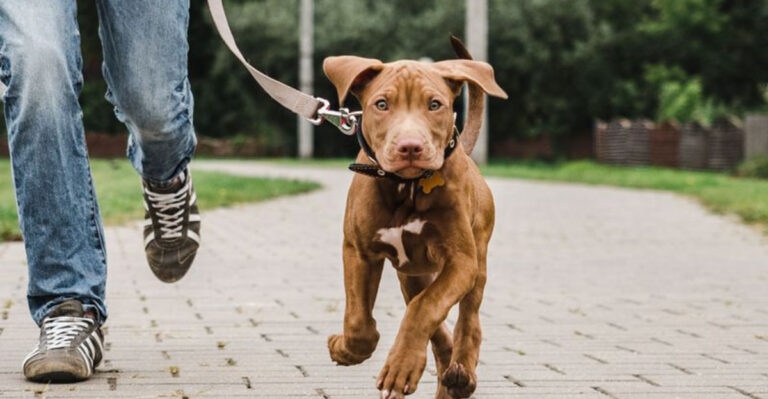 15 Signs You’re The Beta And Your Dog Is Alpha