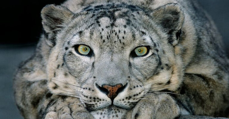 15 Silent Ways Big Cats Communicate In The Wild
