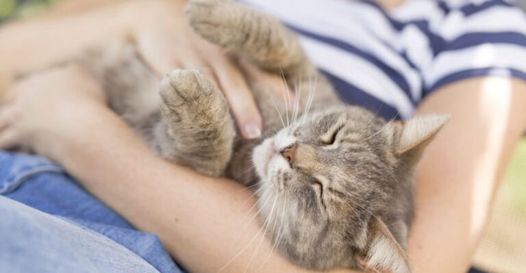 15 Simple Ways To Help Your Cat With Loneliness