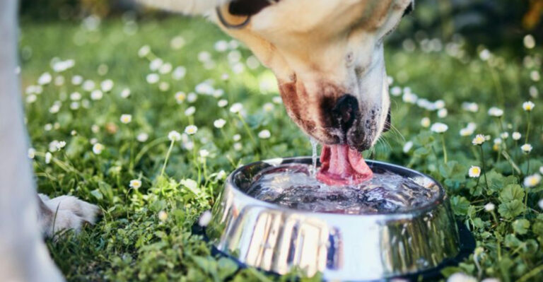 15 Simple Ways To Keep Your Dog Hydrated And Healthy All Year Round