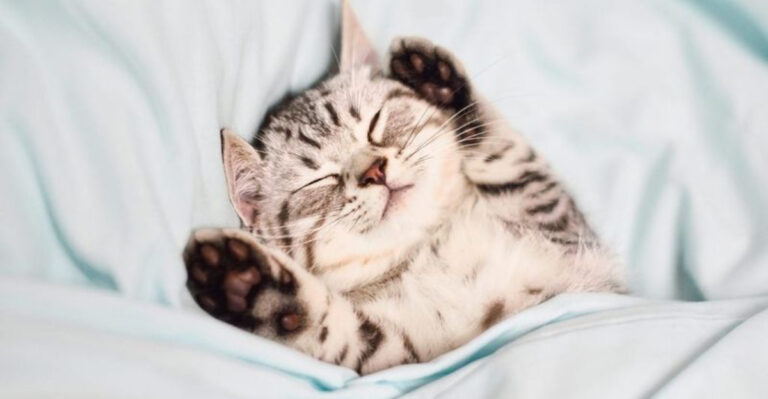 15 Sleep Differences Between You And Your Cat