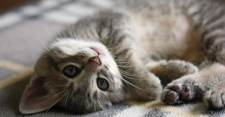 15 Small Acts Your Cat Will Appreciate More Than You Think